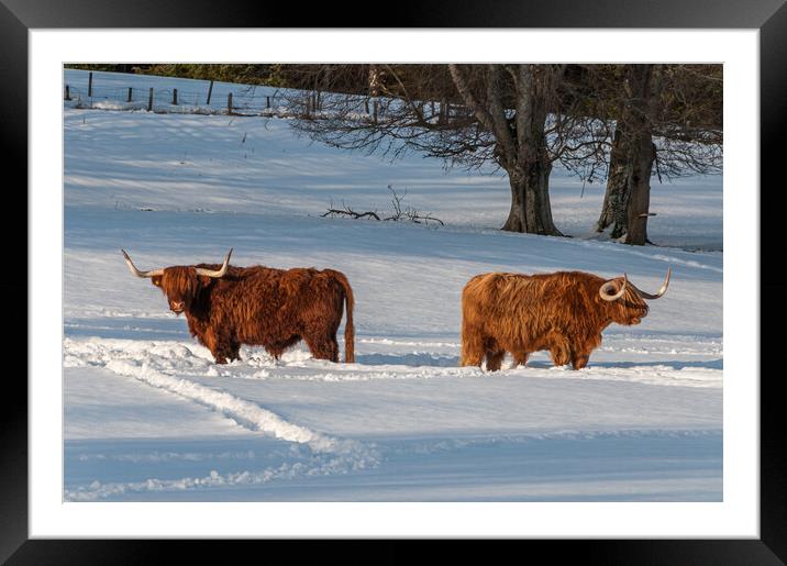 Two Highland cows in a snowy field Framed Mounted Print by George Robertson