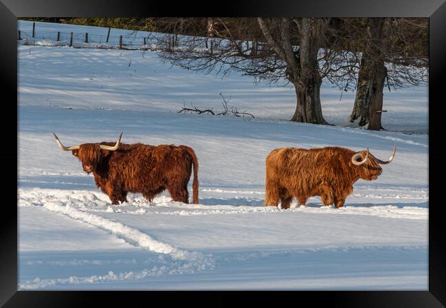 Two Highland cows in a snowy field Framed Print by George Robertson