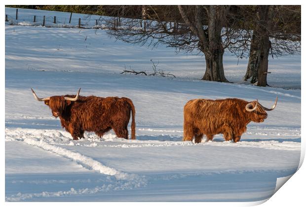 Two Highland cows in a snowy field Print by George Robertson
