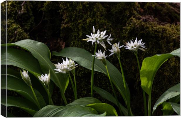Wild Garlic Flowers In The Forest Canvas Print by George Robertson