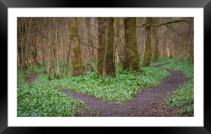 Path junction in  a Scottish woodland Framed Mounted Print by George Robertson