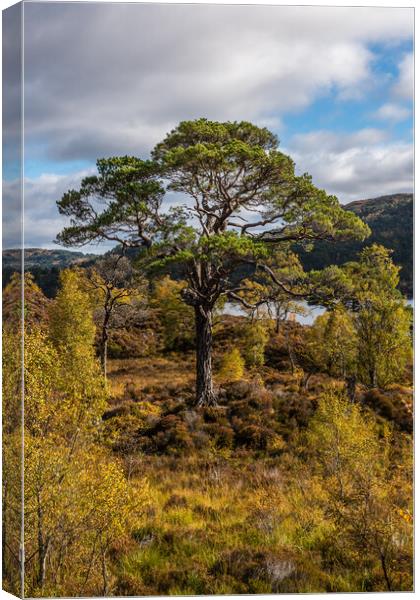 Old Scots Pine in Glen Affric Canvas Print by George Robertson