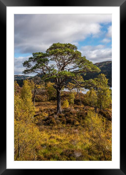 Old Scots Pine in Glen Affric Framed Mounted Print by George Robertson