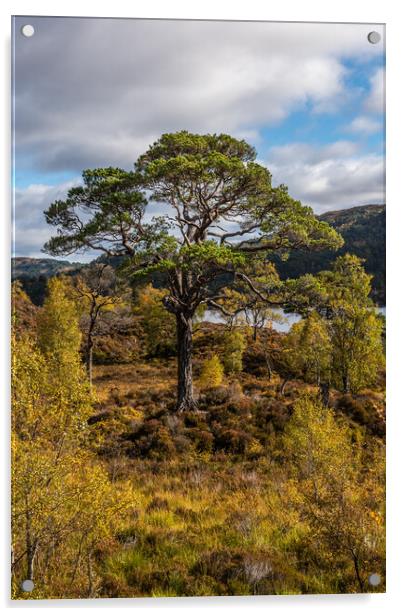 Old Scots Pine in Glen Affric Acrylic by George Robertson