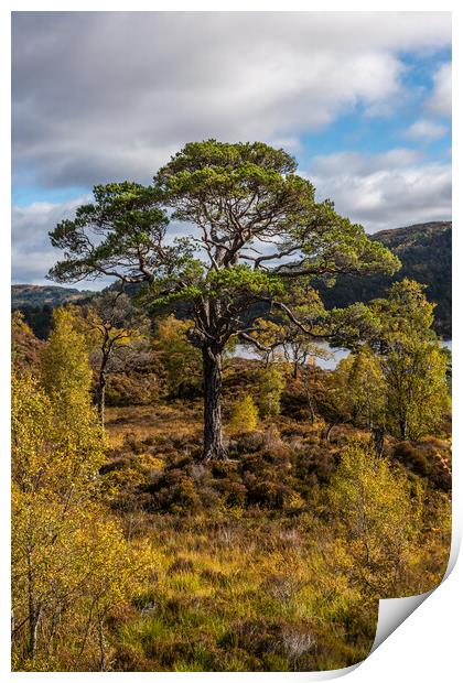Old Scots Pine in Glen Affric Print by George Robertson