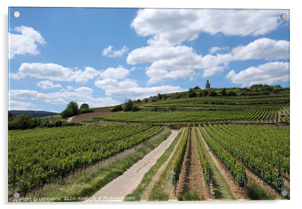 Beautiful vineyards near Wachenheim, Germany Acrylic by Lensw0rld 