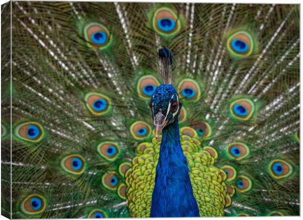 Indian Peacock, Pavo cristatus, displaying its colorful feathers Canvas Print by George Robertson