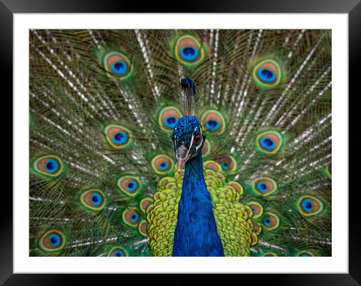 Indian Peacock, Pavo cristatus, displaying its colorful feathers Framed Mounted Print by George Robertson