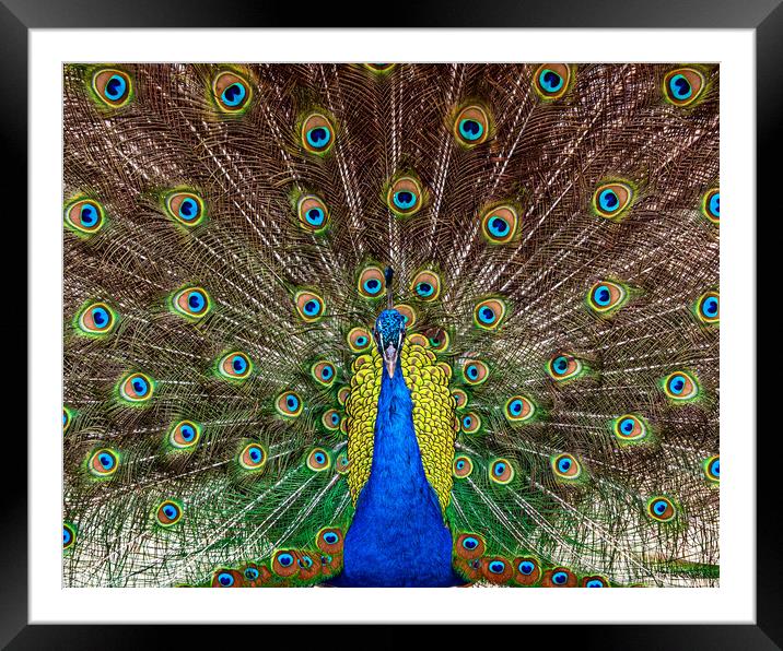 Indian Peacock, Pavo cristatus, displaying its colorful feathers Framed Mounted Print by George Robertson