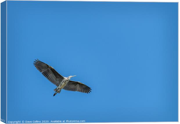 Grey Heron in Flight Canvas Print by Dave Collins