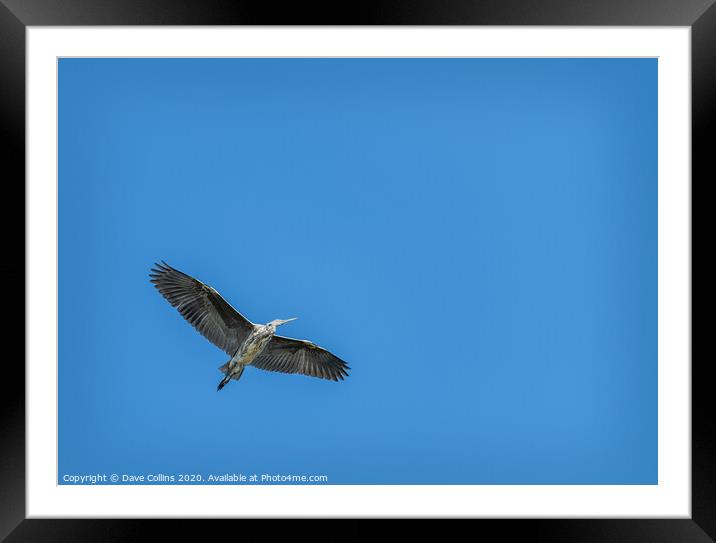 Grey Heron in Flight Framed Mounted Print by Dave Collins
