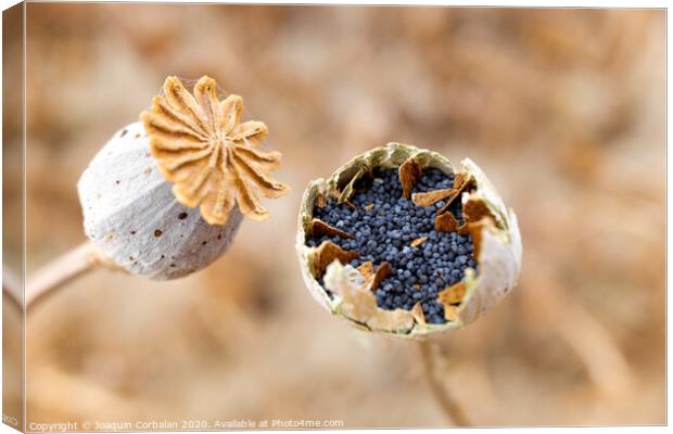Macro detail of the poppy seeds inside the plant without collecting yet. Canvas Print by Joaquin Corbalan