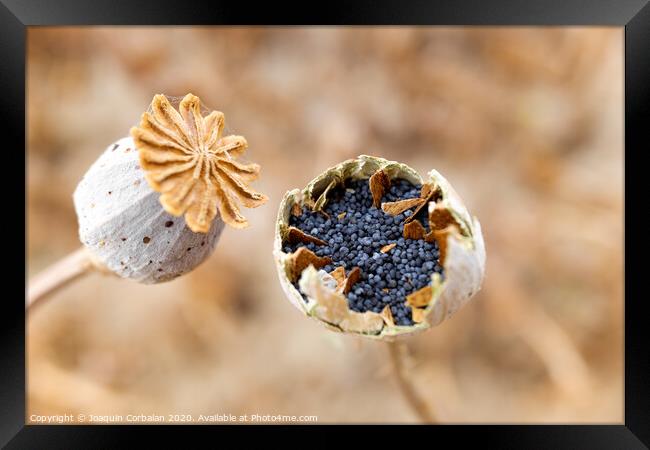 Macro detail of the poppy seeds inside the plant without collecting yet. Framed Print by Joaquin Corbalan