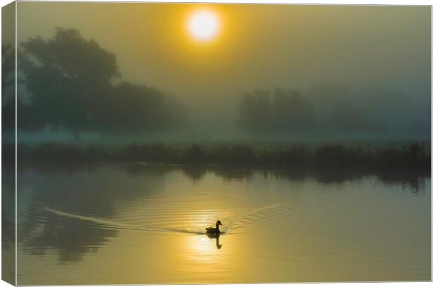 Misty fenland morning on the River Ouse, Ely, Cambridgeshire Canvas Print by Andrew Sharpe
