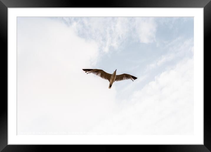 Seagull flying viewed from below with outstretched wings on a cloudy day. Framed Mounted Print by Joaquin Corbalan
