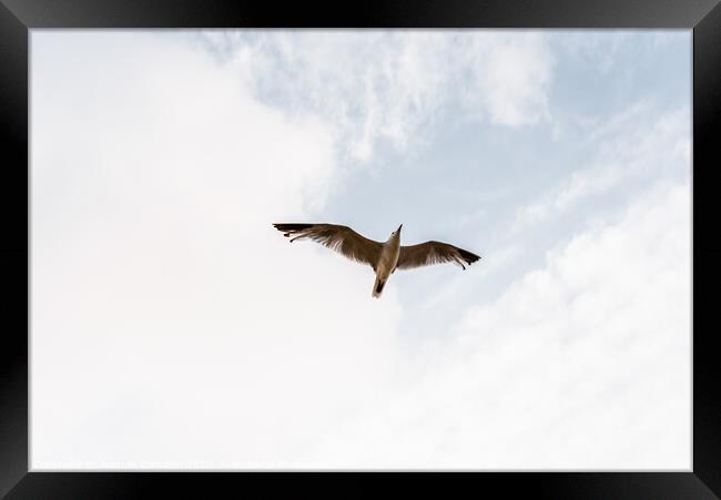 Seagull flying viewed from below with outstretched wings on a cloudy day. Framed Print by Joaquin Corbalan