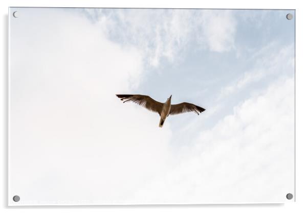 Seagull flying viewed from below with outstretched wings on a cloudy day. Acrylic by Joaquin Corbalan