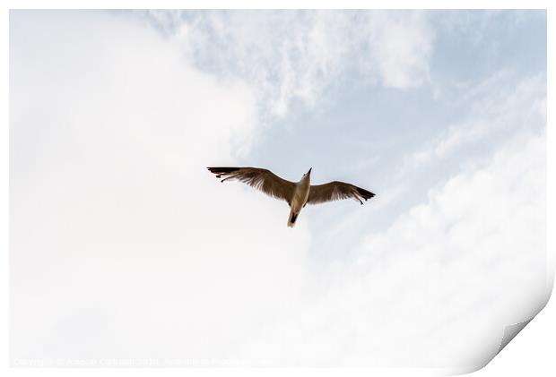 Seagull flying viewed from below with outstretched wings on a cloudy day. Print by Joaquin Corbalan