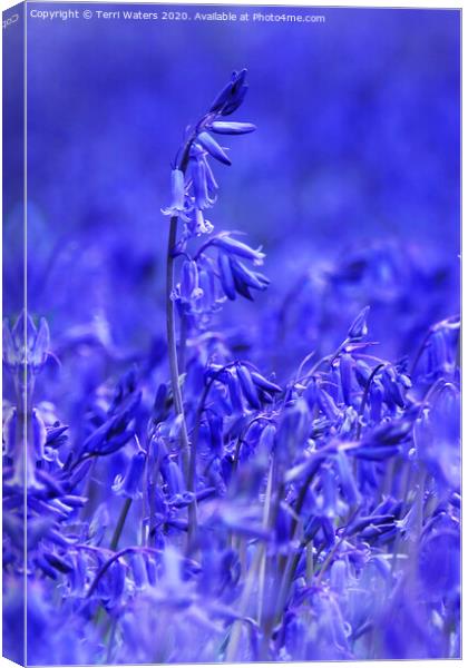 Bluebell Canvas Print by Terri Waters