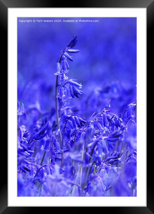 Bluebell Framed Mounted Print by Terri Waters