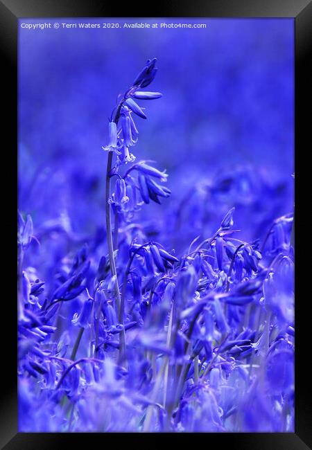 Bluebell Framed Print by Terri Waters