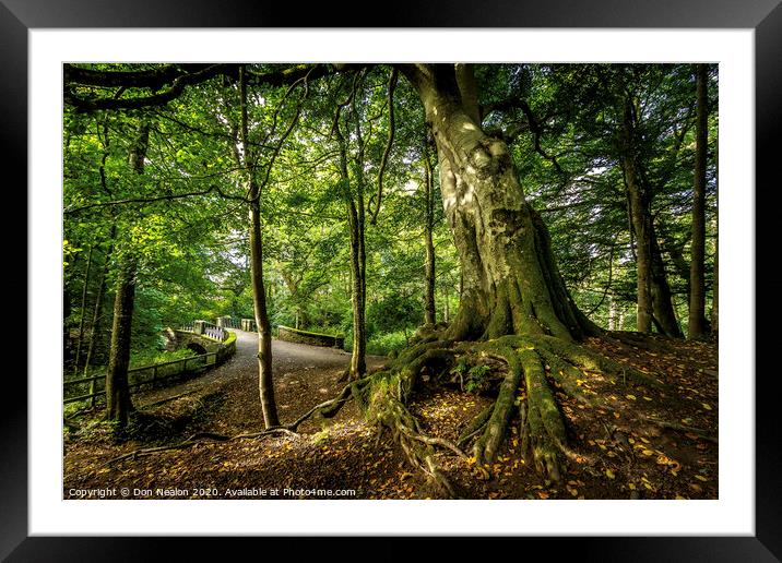 Majestic Leaning Tree in Aden Country Park Framed Mounted Print by Don Nealon