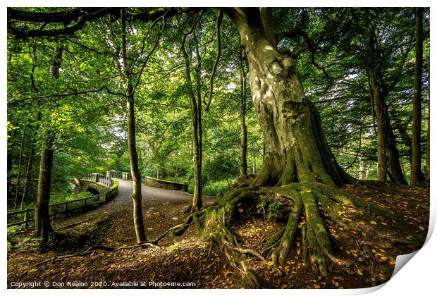 Majestic Leaning Tree in Aden Country Park Print by Don Nealon