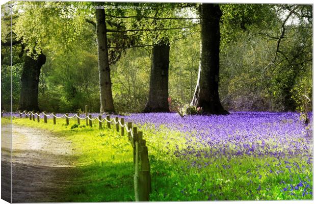 Enys Bluebells Canvas Print by Terri Waters
