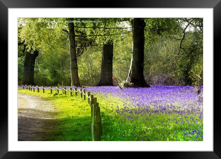 Enys Bluebells Framed Mounted Print by Terri Waters