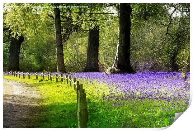 Enys Bluebells Print by Terri Waters