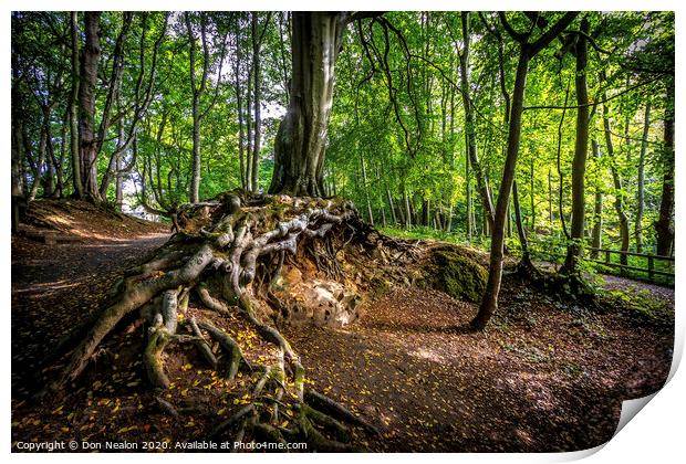 Majestic Tree Roots Print by Don Nealon