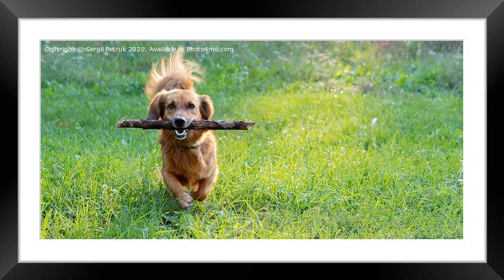 happy dog dachshund playing with a branch outdoors on a green lawn Framed Mounted Print by Sergii Petruk