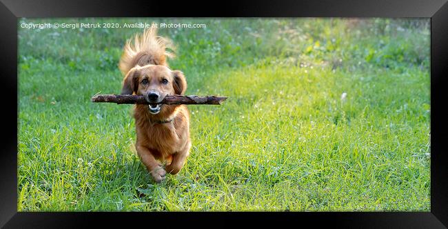 happy dog dachshund playing with a branch outdoors on a green lawn Framed Print by Sergii Petruk