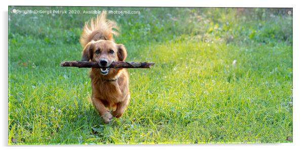happy dog dachshund playing with a branch outdoors on a green lawn Acrylic by Sergii Petruk