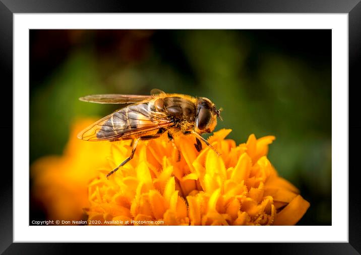 Pollinating Hoverfly Framed Mounted Print by Don Nealon