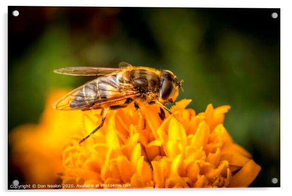 Pollinating Hoverfly Acrylic by Don Nealon