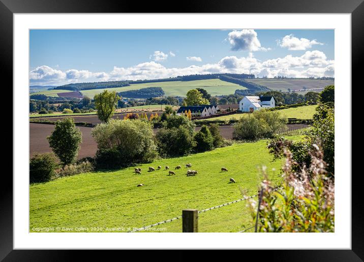 Sheep grazing in the Teviot Valley, Scottish Borders Framed Mounted Print by Dave Collins