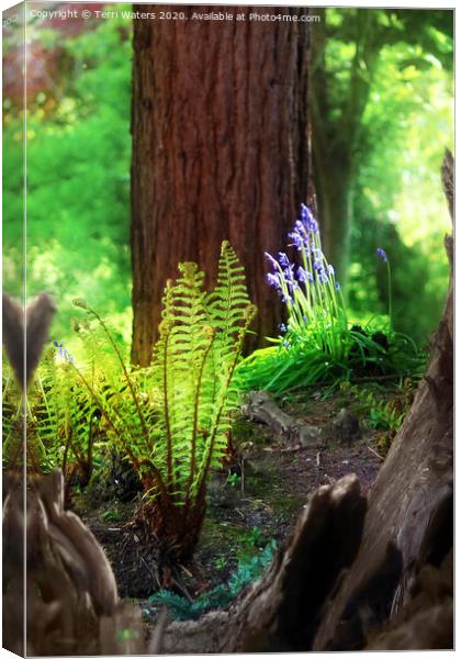 Spring in The Stumpery Canvas Print by Terri Waters