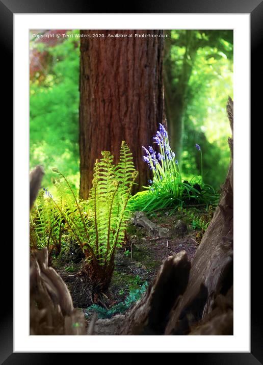 Spring in The Stumpery Framed Mounted Print by Terri Waters