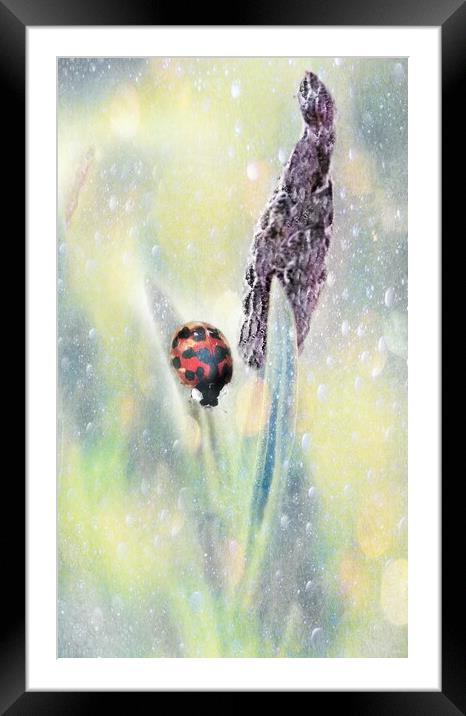 Lady Bird Bug  Framed Mounted Print by Louise Godwin