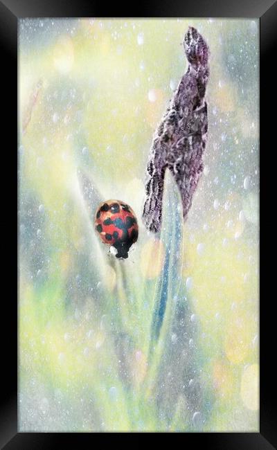 Lady Bird Bug  Framed Print by Louise Godwin