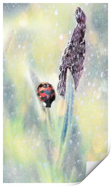 Lady Bird Bug  Print by Louise Godwin