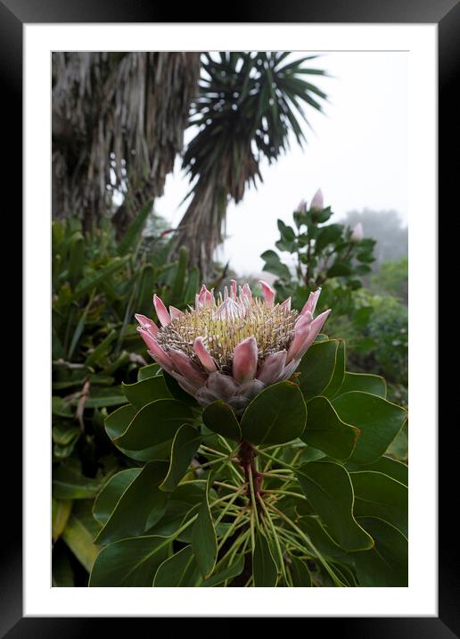 Protea Framed Mounted Print by david harding