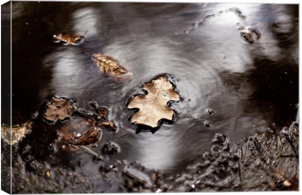 leaf floating on water Canvas Print by david harding