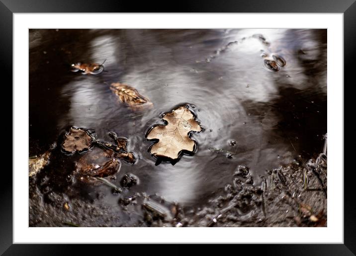 leaf floating on water Framed Mounted Print by david harding