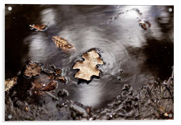 leaf floating on water Acrylic by david harding