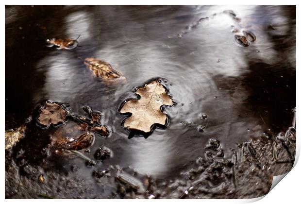 leaf floating on water Print by david harding