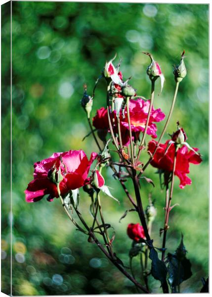 red roses Canvas Print by david harding