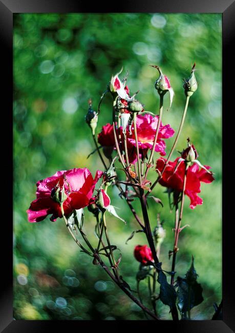 red roses Framed Print by david harding