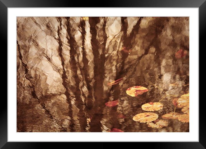Pond Reflections Framed Mounted Print by david harding